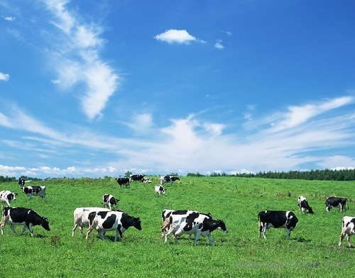 RFID Livestock Ear Tag Solution (2.4G Active)